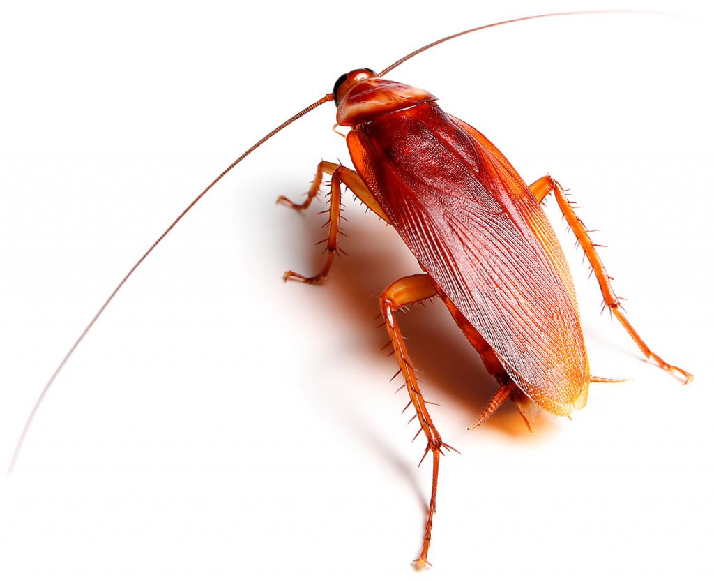 cockroach control midrand