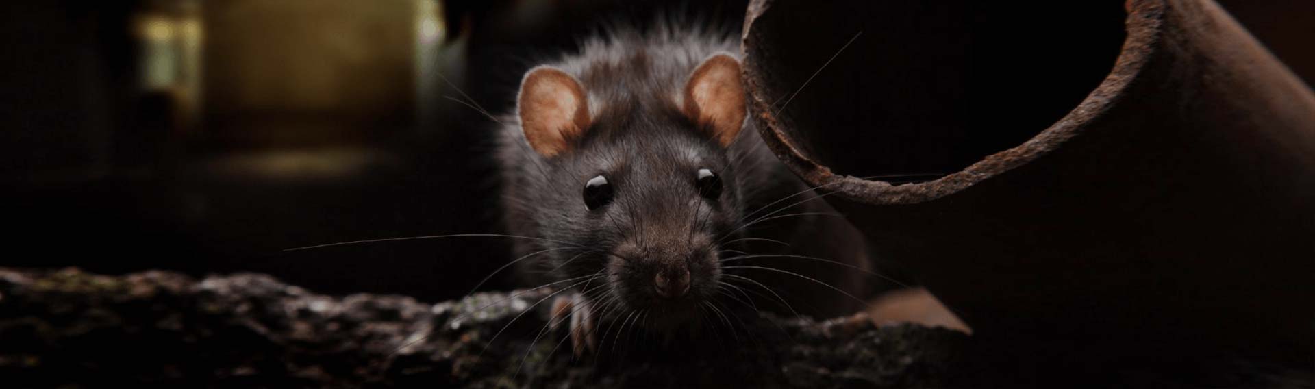 Mice Infestation Pest Treatments Midrand & Fourways