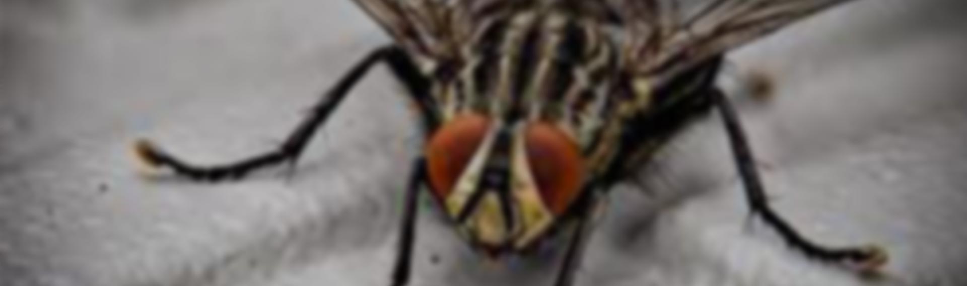 fly pest management for commercial pest control Fourways & Midrand