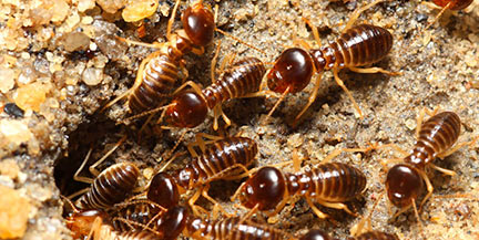 termite control Midrand