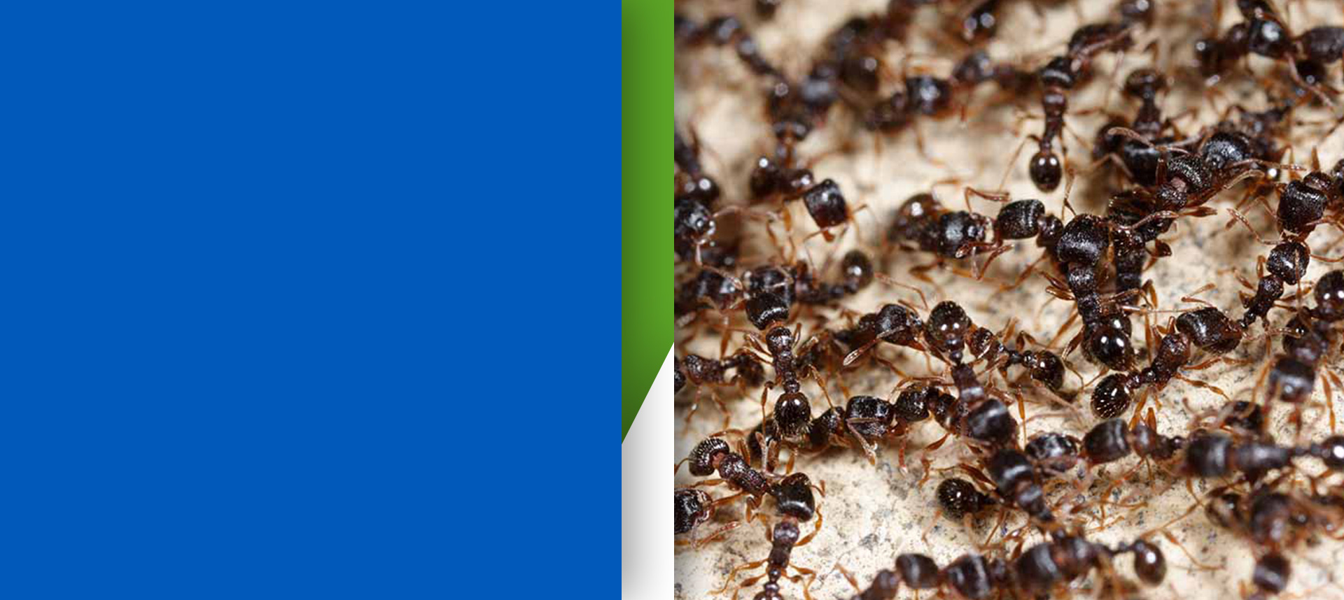 midrand-pest-ants