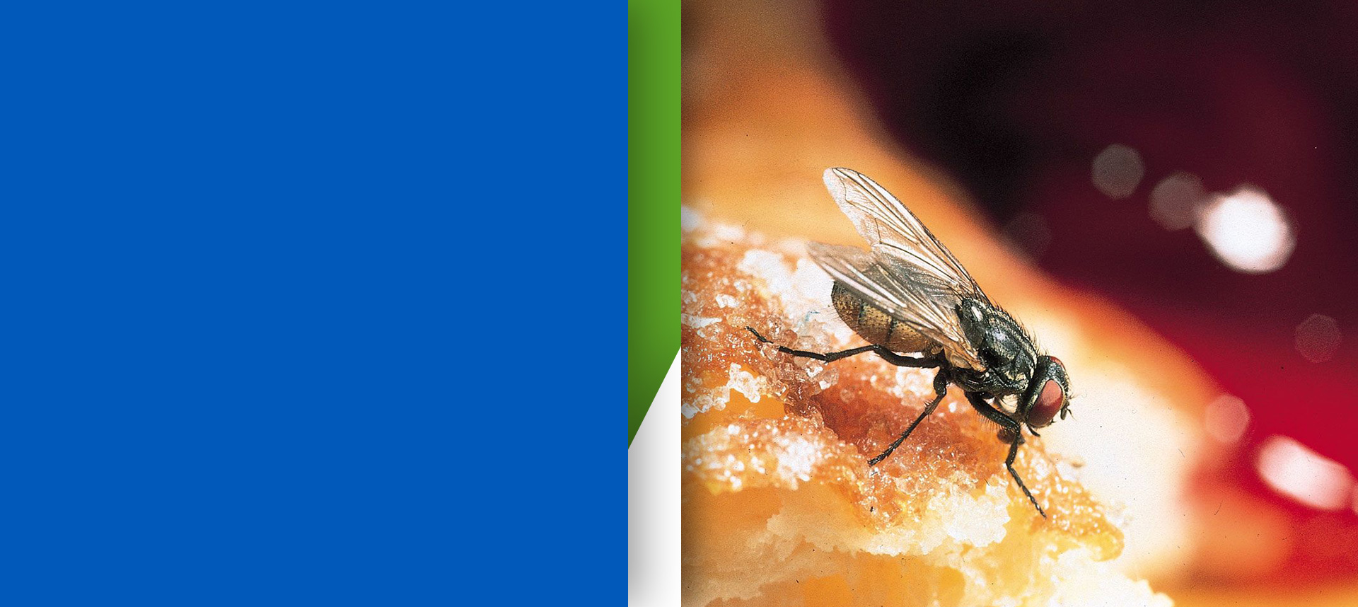 midrand-pest-flies