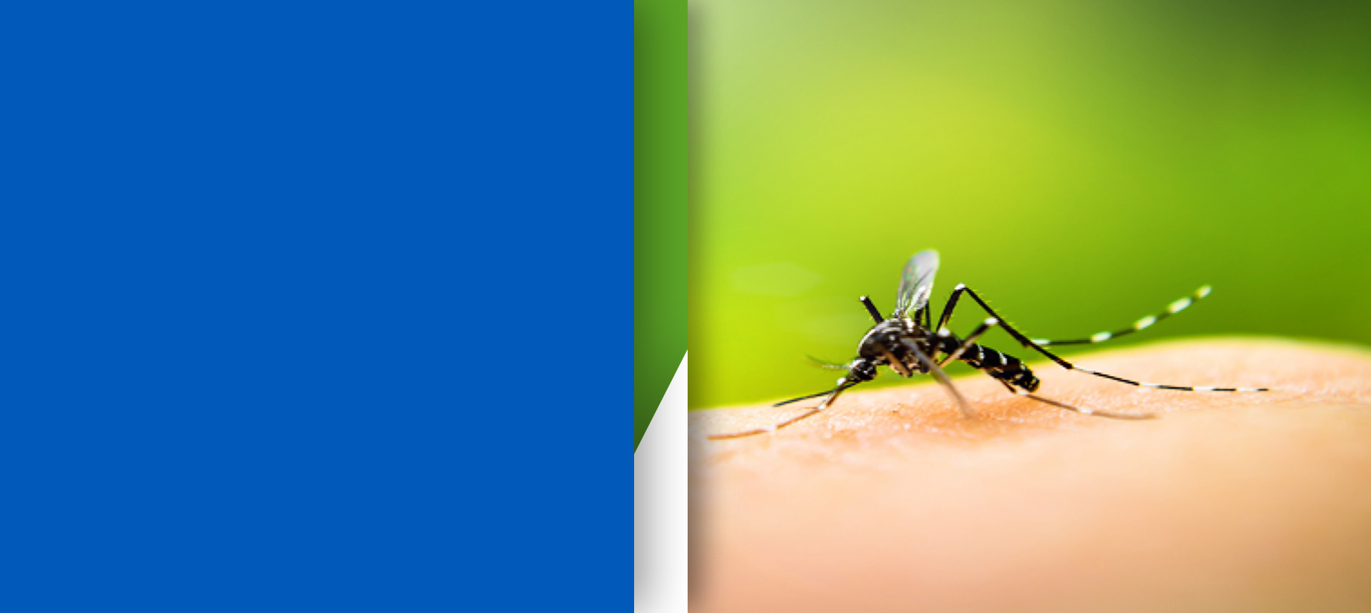 midrand-pest-mosquitoes