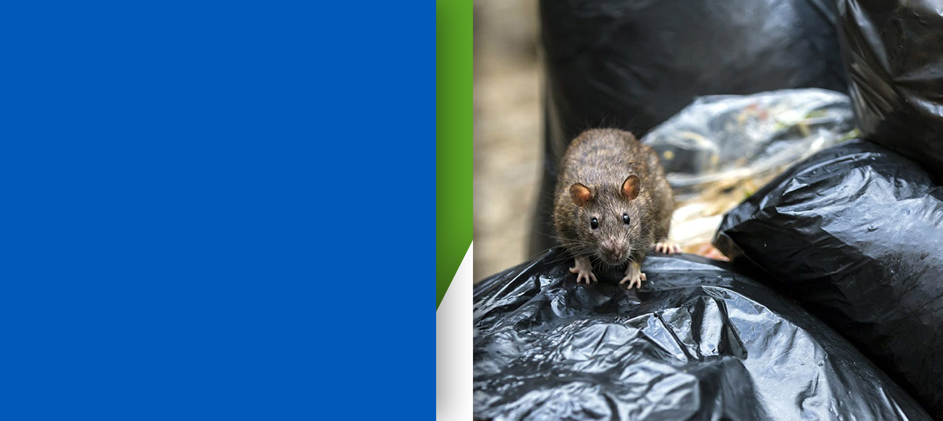 midrand-pest-rodents-1