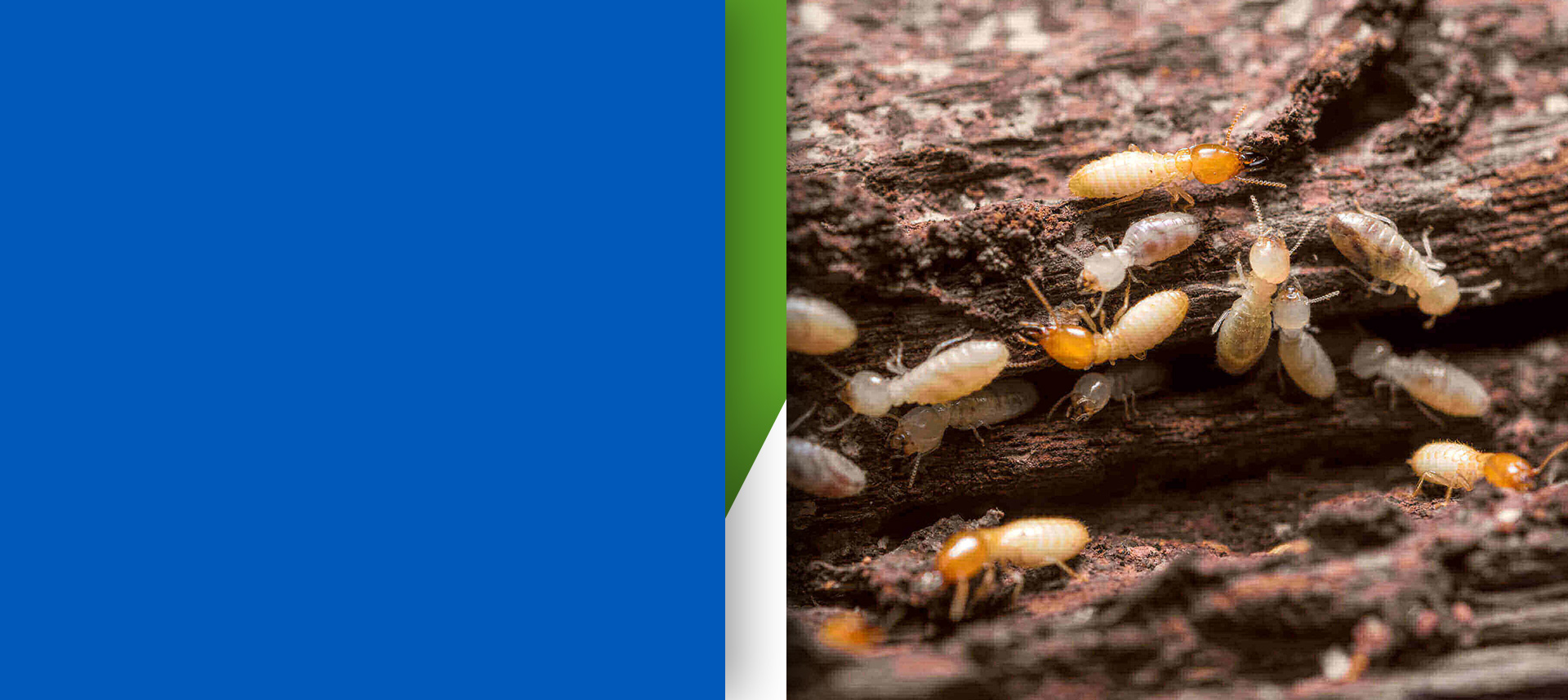 midrand-pest-termites-1