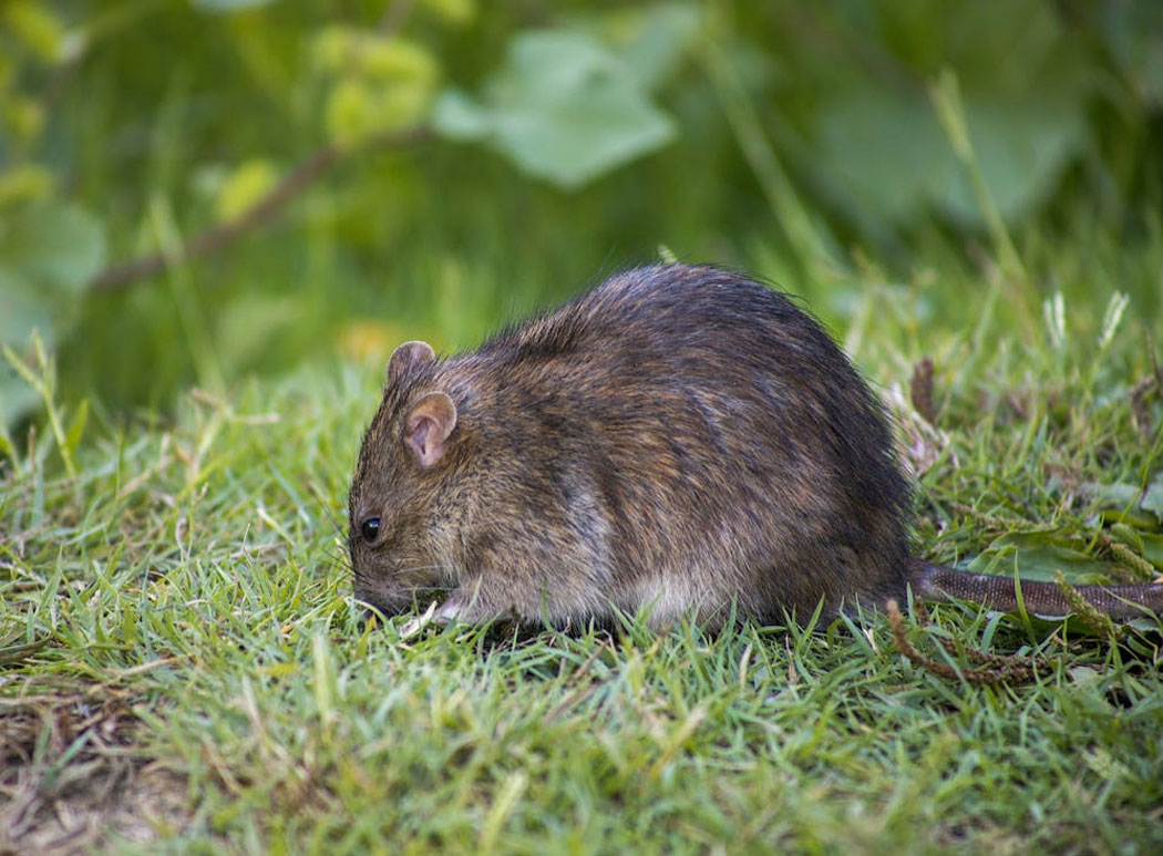 rodent control Midrand