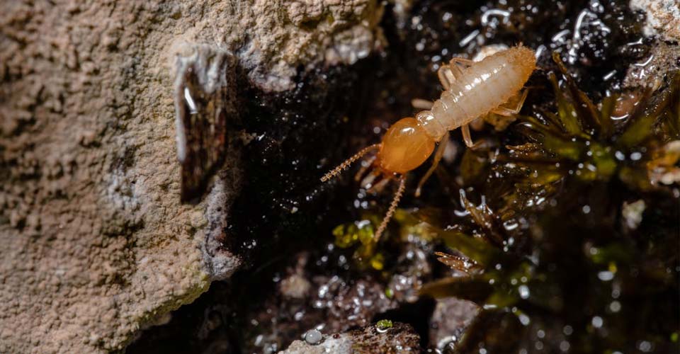 termite control Midrand