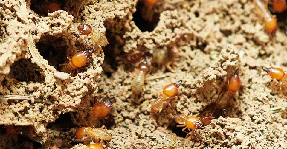Termite pest control in Midrand