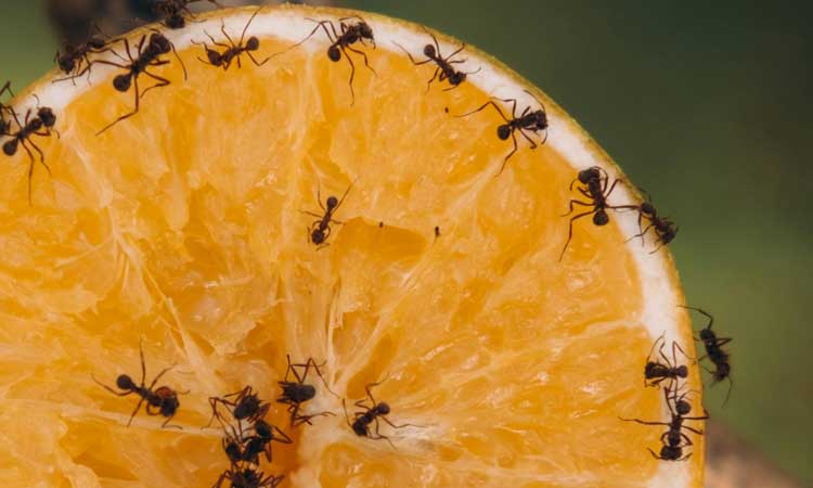 ant control Midrand