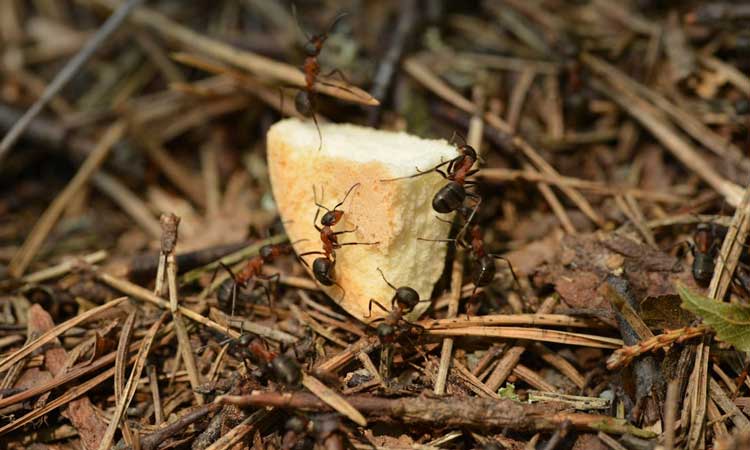 Ant pest control in Midrand