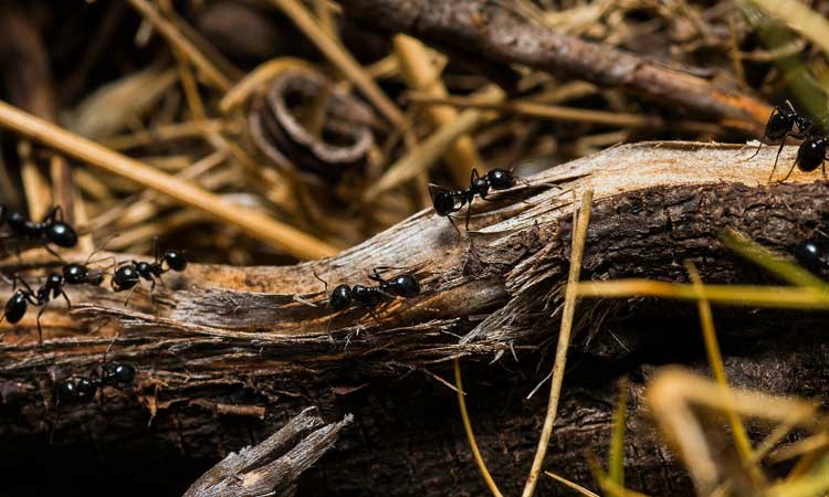 ant control Midrand