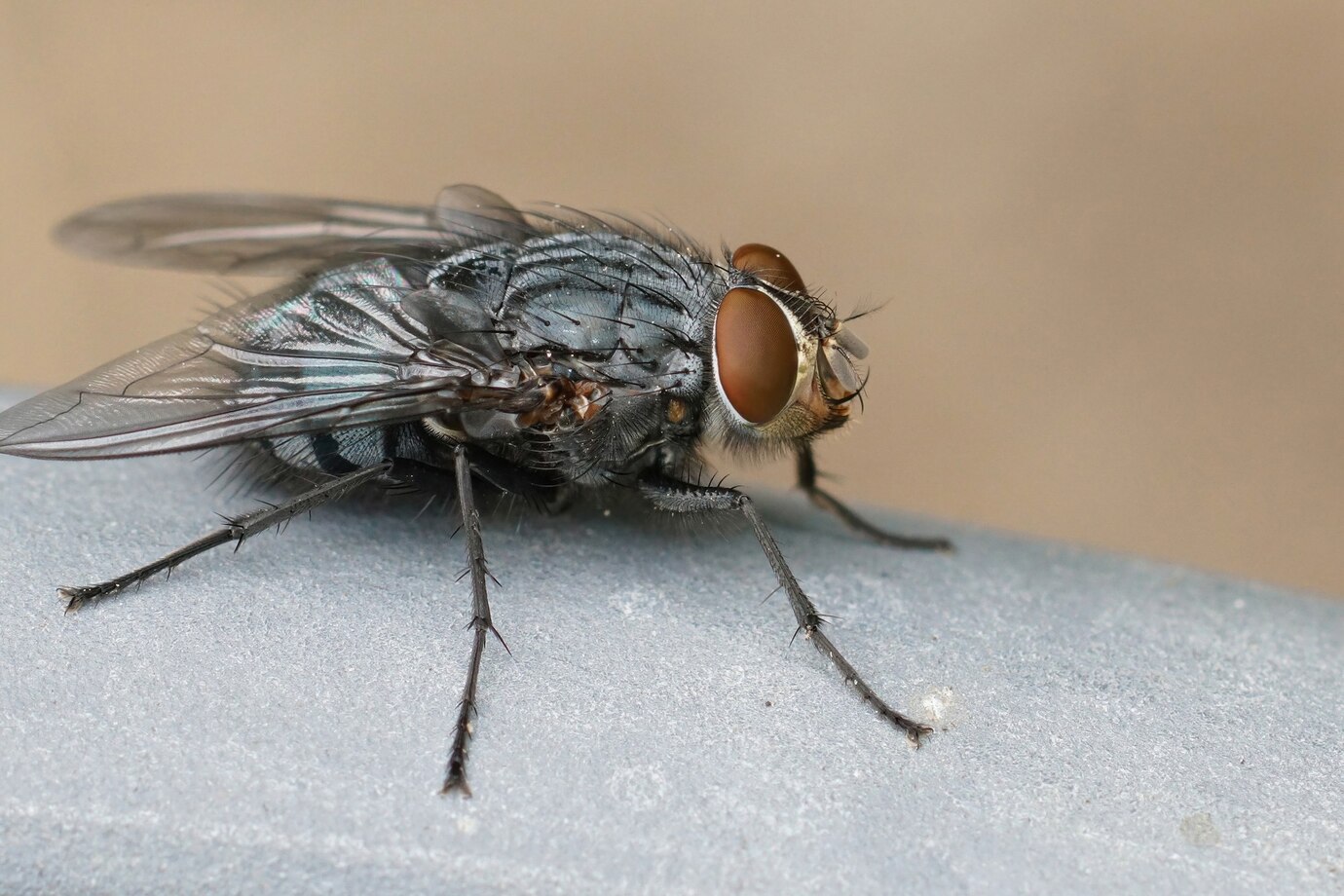 Flies pest control in Midrand