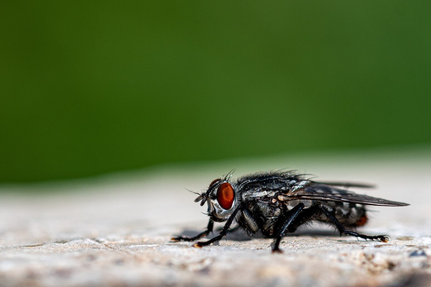 flies treatment Midrand