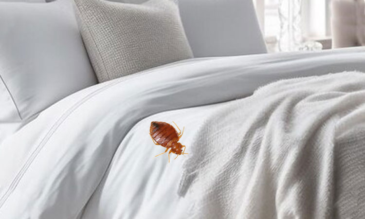 Bed Bug pest control in Midrand